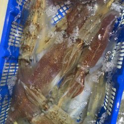 海龍丸（石川） 釣果