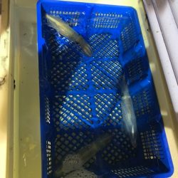 海龍丸（石川） 釣果