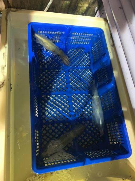 海龍丸（石川） 釣果