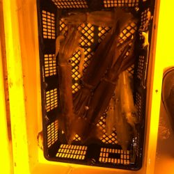 海龍丸（石川） 釣果