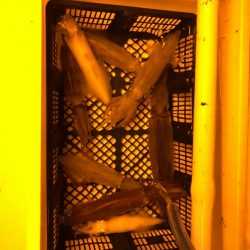 海龍丸（石川） 釣果