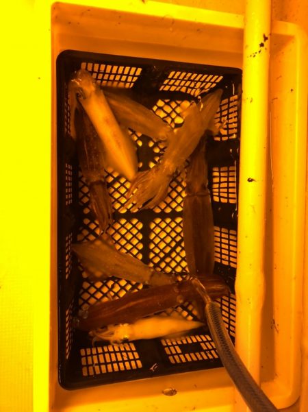 海龍丸（石川） 釣果