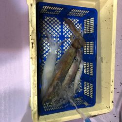 海龍丸（石川） 釣果