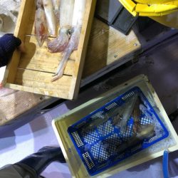 海龍丸（石川） 釣果