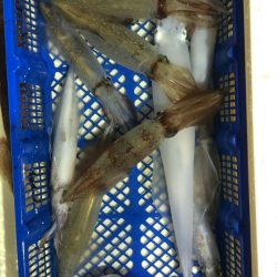 海龍丸（石川） 釣果