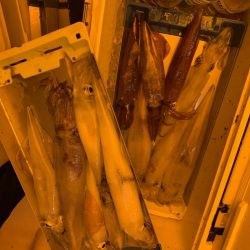 海龍丸（石川） 釣果