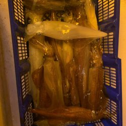 海龍丸（石川） 釣果