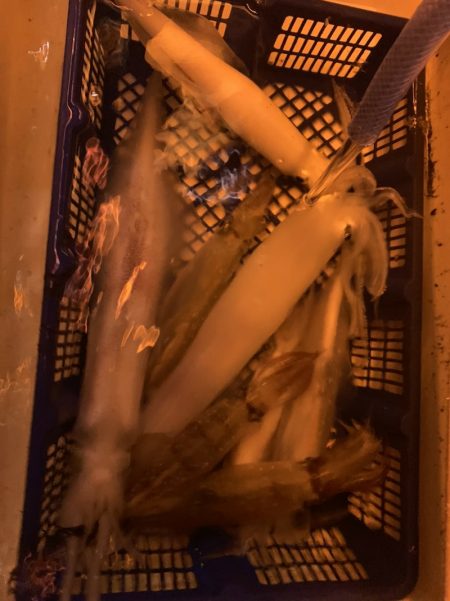 海龍丸（石川） 釣果