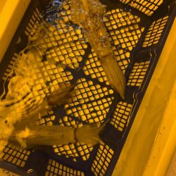 海龍丸（石川） 釣果