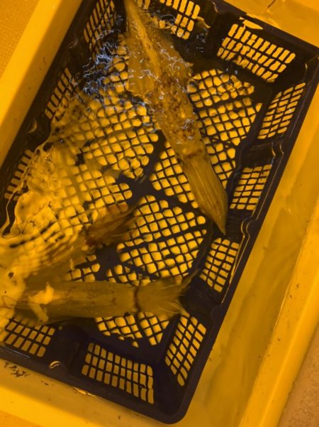 海龍丸（石川） 釣果