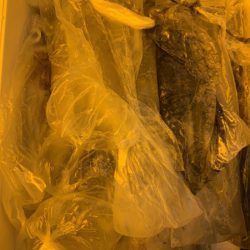 海龍丸（石川） 釣果