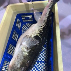 海龍丸（石川） 釣果