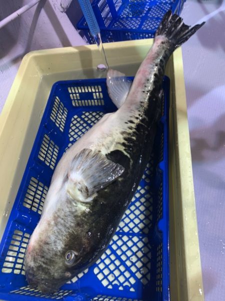 海龍丸（石川） 釣果