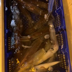 海龍丸（石川） 釣果