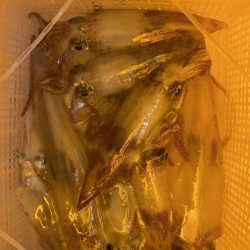 海龍丸（石川） 釣果