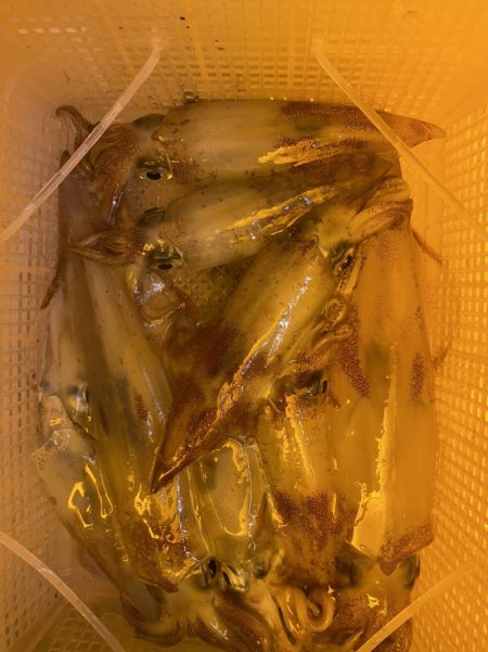 海龍丸（石川） 釣果