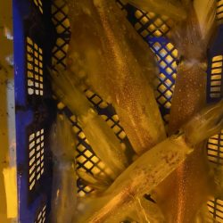 海龍丸（石川） 釣果