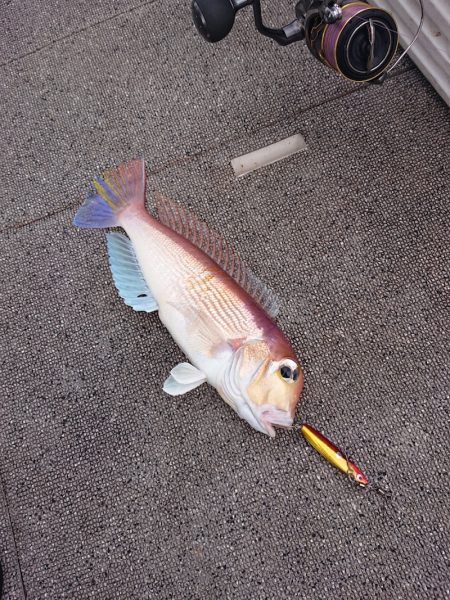 ARCADIAⅡ (アルカディアⅡ) 釣果