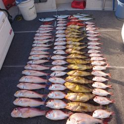 ARCADIAⅡ (アルカディアⅡ) 釣果