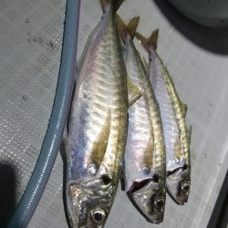 アマテラス 釣果