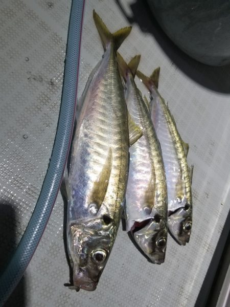 アマテラス 釣果