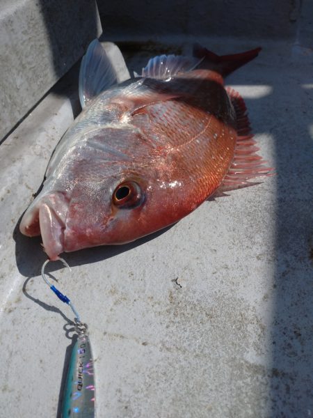 ありもと丸 釣果