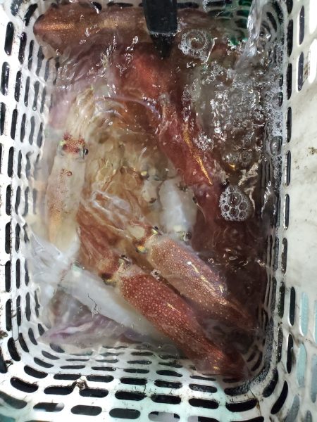 シーライオン 釣果