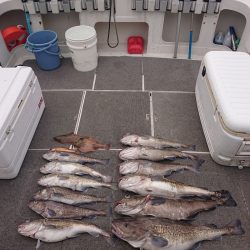 ARCADIAⅡ (アルカディアⅡ) 釣果