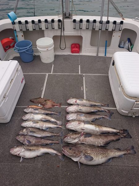 ARCADIAⅡ (アルカディアⅡ) 釣果