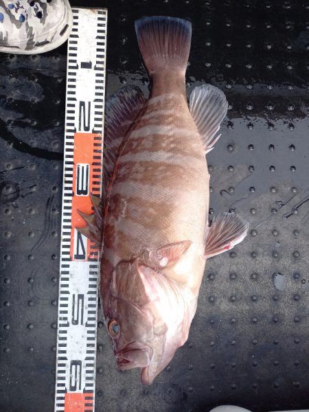 第二龍勢丸 釣果