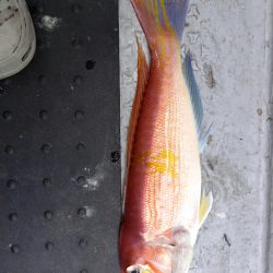 第二龍勢丸 釣果