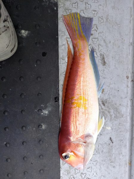 第二龍勢丸 釣果