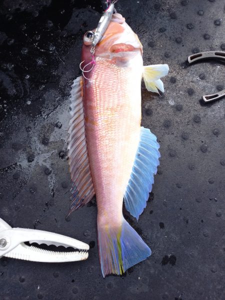 第二龍勢丸 釣果