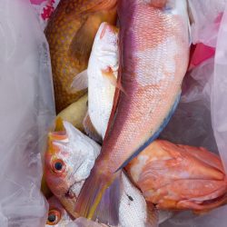 第二龍勢丸 釣果