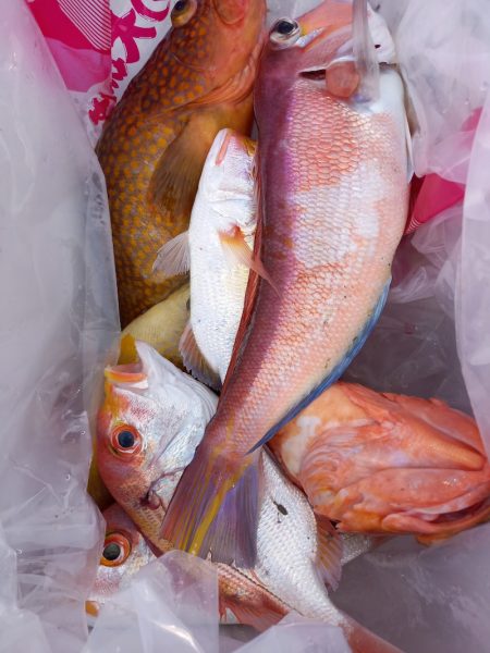 第二龍勢丸 釣果