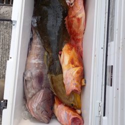 第二龍勢丸 釣果