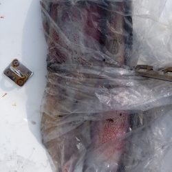 第二龍勢丸 釣果