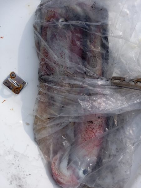 第二龍勢丸 釣果