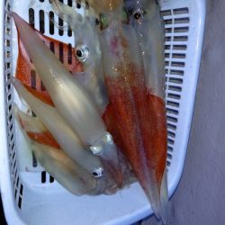 第二龍勢丸 釣果