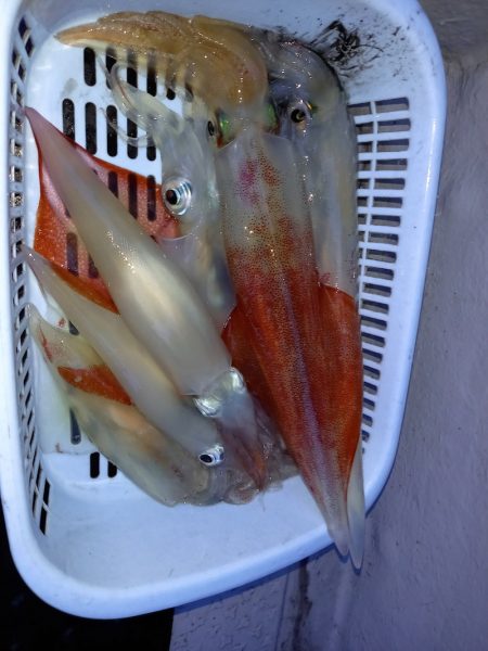 第二龍勢丸 釣果