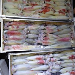 第二龍勢丸 釣果