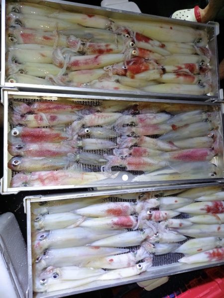 第二龍勢丸 釣果