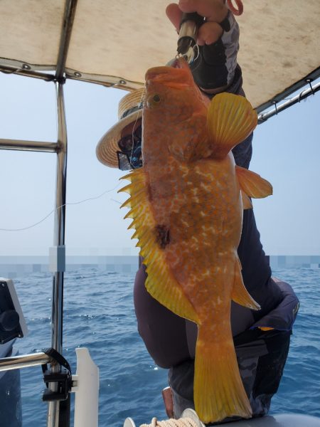 ソルトウォーターガイドフレンズ 釣果