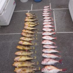 ARCADIAⅡ (アルカディアⅡ) 釣果