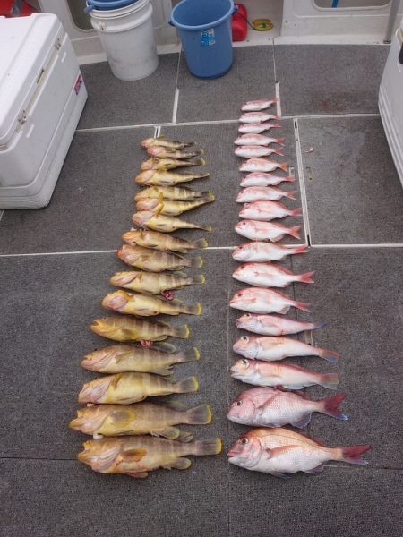 ARCADIAⅡ (アルカディアⅡ) 釣果