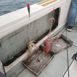 アマテラス 釣果