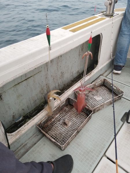 アマテラス 釣果