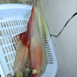 第二龍勢丸 釣果