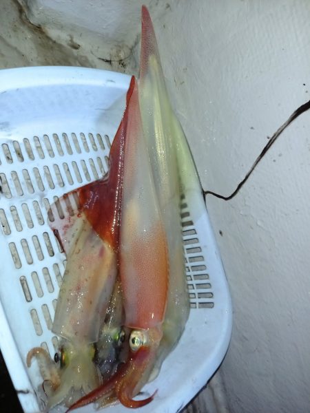 第二龍勢丸 釣果