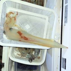 第二龍勢丸 釣果